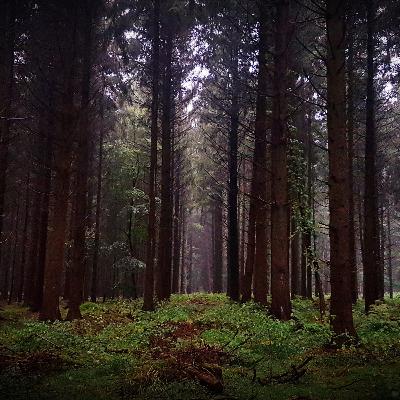 3300 Jahre altes Bronze-Schwert im Wald gefunden