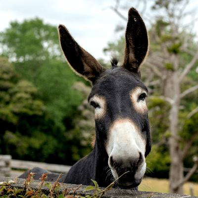 Lazy Donkey