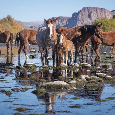 The Heartbreaking Truth About Arizona's Wild Horses and Their Family Bonds