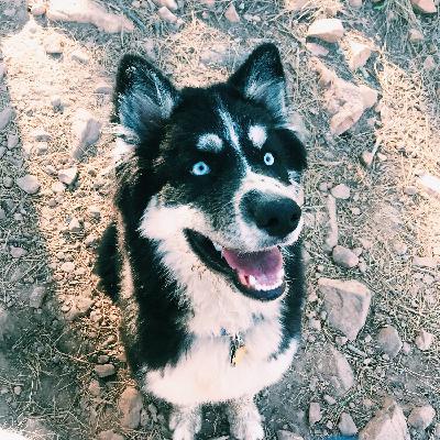 Hot Springs!!! Hot Springs!!!