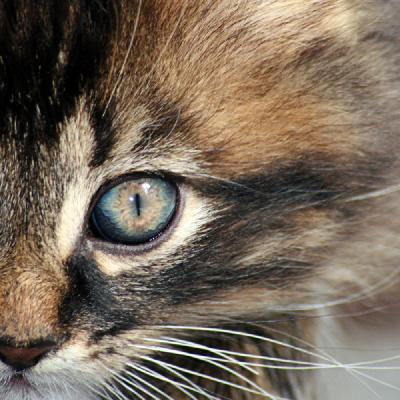 葛玄使法术：妖道的徒弟，出道成为魔法师？