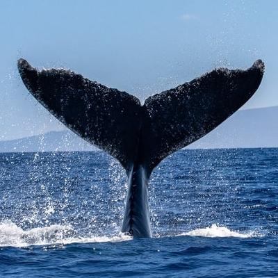 The different ways we can identify animals