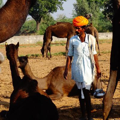 Saving Rajasthan's Camels