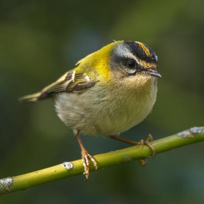 Sound Escape 268. Hear the spring song of the firecrest, Britain's smallest bird Sound Escape 268. Hear the spring song of the firecrest, Britain's smallest bird