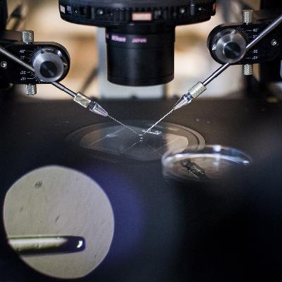 Norimberské zákony, Nicki Minaj i hejteři Pekarové Adamové. Kdo všechno má co říct k neplodnosti?