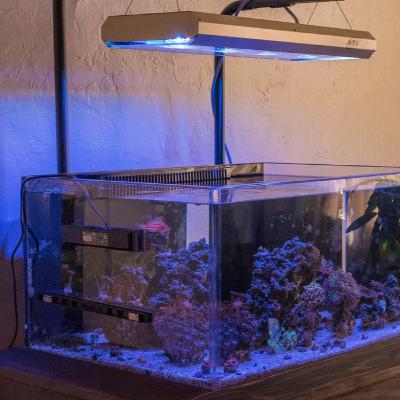 Coral Fragging and why it's all important for the hobby