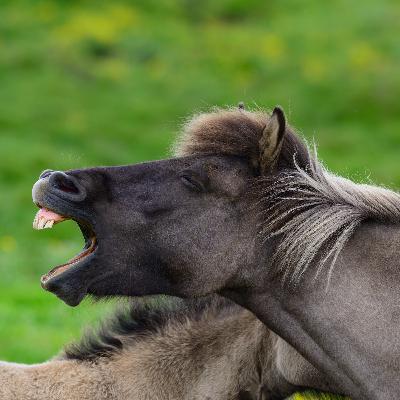 EP. 25 Animal in Iceland สัตว์ในไอซ์แลนด์กัน