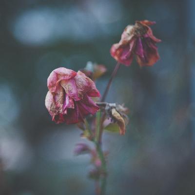 9. Eutanasia y enfermedad mental (2º de 3) - Congreso SEPL Mallorca 2022