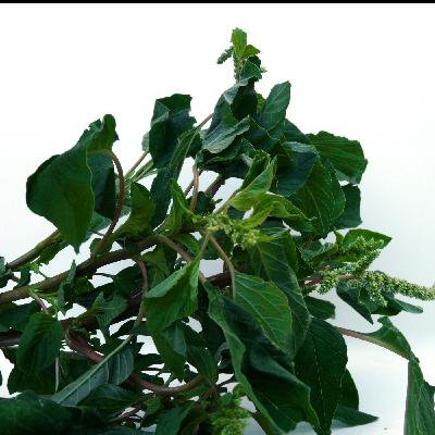 Stéphanie - les brèdes