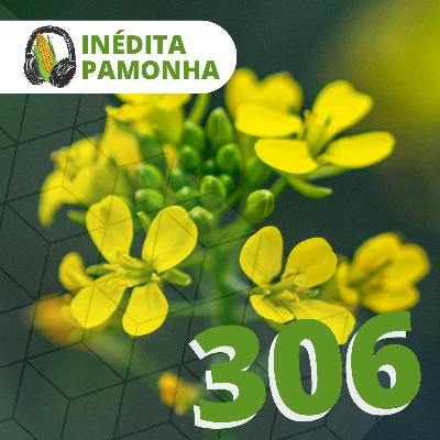 Inédita Pamonha 306 - O Grão de Mostarda