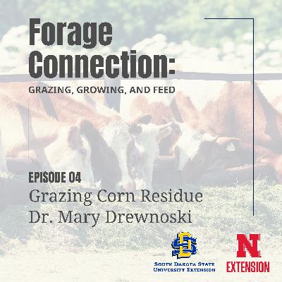 Grazing Corn Residue: Dr. Mary Drewnoski Grazing Corn Residue: Dr. Mary Drewnoski