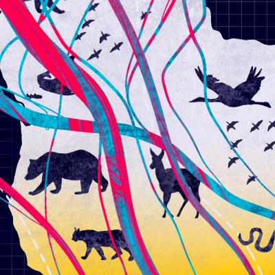 Do Animals Care about the lines we draw on our maps?