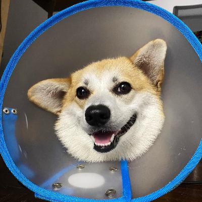 El verdadero amor es obligarlos a que usen el collar isabelino