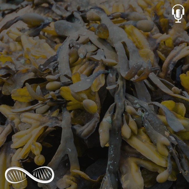 Bladderwrack ♀️ A natural Iodine source that brings the divine feminine into balance