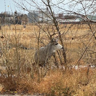 TRICKS OF THE TRADES