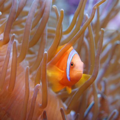Le poisson-clown, une vedette qui cache bien son jeu