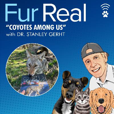 "COYOTES AMONG US" with Dr. Stanley Gehrt