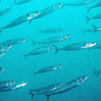 Our Ocean: Our Livelihoods - from the navy diver to the herbal alchemist Our Ocean: Our Livelihoods - from the navy diver to the herbal alchemist