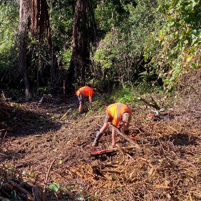 Snapshot - Wild kiwifruit control June 2025