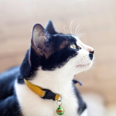 Why Phosphorus Matters in Feline CKD