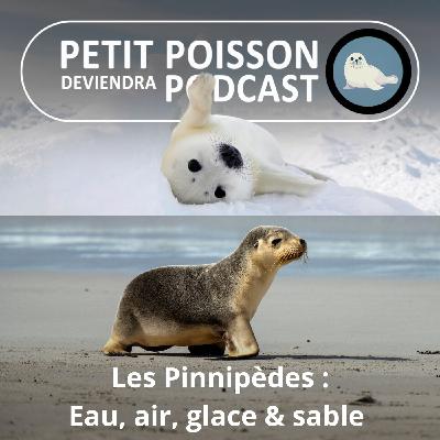 S05E27 Les Pinnipèdes : Eau, air, glace, sable... partout dans leur élément ! S05E27 Les Pinnipèdes : Eau, air, glace, sable... partout dans leur élément !
