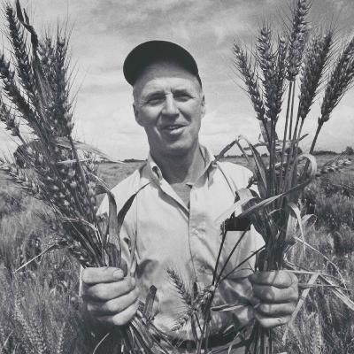 [History of Agriculture] Norman Borlaug and the Green Revolution