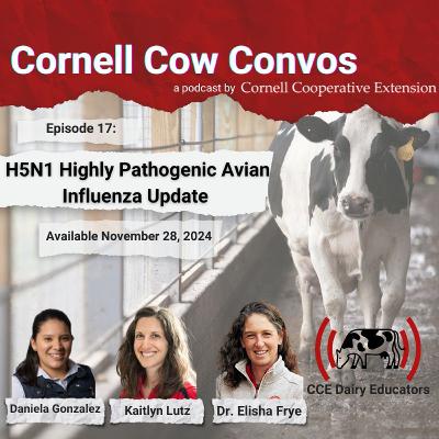 Cornell Cow Convos E17 H5N1 in Dairy Cattle – An Update Cornell Cow Convos E17 H5N1 in Dairy Cattle – An Update