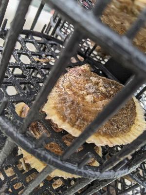 Episode 91 – Seawilding: Scottish Native Oyster Restoration