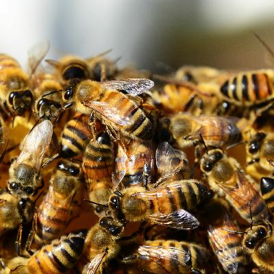 Relaxing Bee Sound  in Feburary