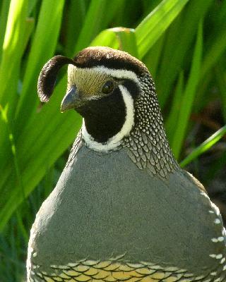 A Quail’s Birthday Feast A Quail’s Birthday Feast