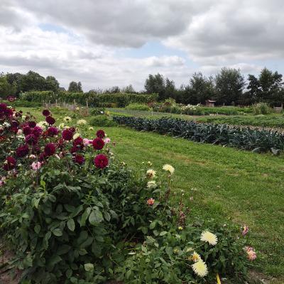 Raapzaad 28 Aukje Stoffelsma en de zelfoogsttuin Klein Alma, Bedum