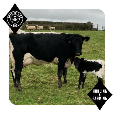 'Sheep are a drug' it's Hurling and farming