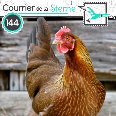 CDLS#144 : Laissez-nous chanter !!  (Coqs et Manchots de Magellan)