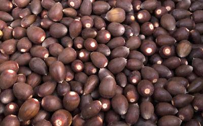 70. How and Why to Eat Acorns - A Step-by-Step Foraging Tutorial 70. How and Why to Eat Acorns - A Step-by-Step Foraging Tutorial