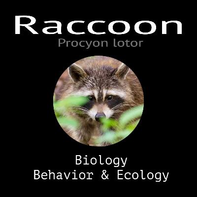 Raccoon - Biology, Behavior and Ecology