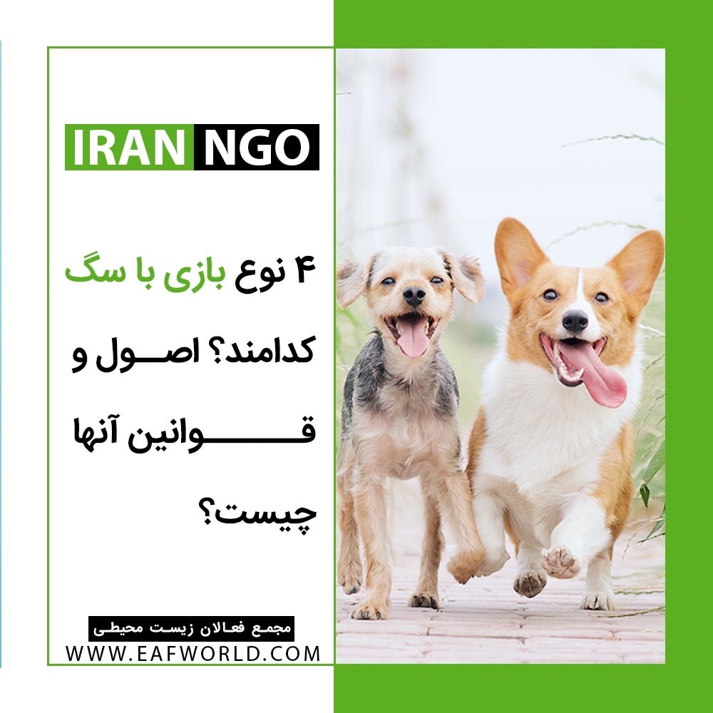 چهار نوع بازی با سگ کدامند؟