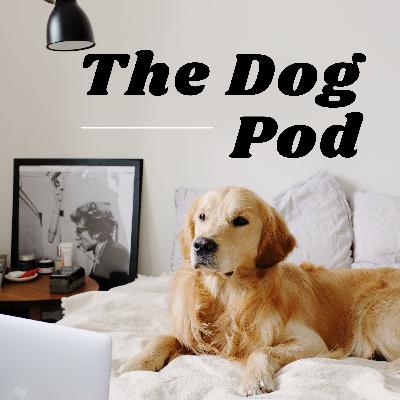 11. Owner-Handlers vs. The Pros
