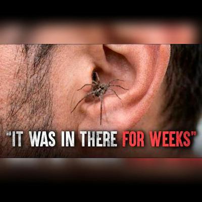 Surviving Terrifying Spider Encounters Surviving Terrifying Spider Encounters