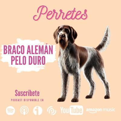 Ep89: Braco alemán de pelo duro