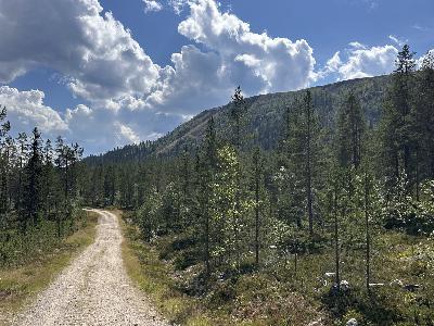 425. Fri som en fågel