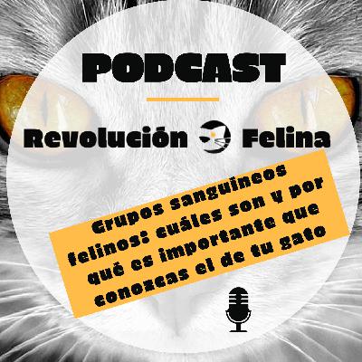 005 Grupos sanguíneos felinos: cuáles son y por qué es importante que conozcas el de tu gato 005 Grupos sanguíneos felinos: cuáles son y por qué es importante que conozcas el de tu gato