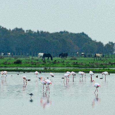 Más cerca - Humedales, un ecosistema en creciente deterioro