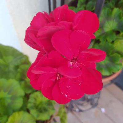 Henna ich färbe meine Haar Teil 2