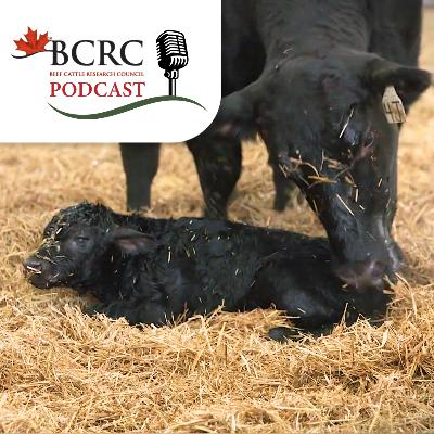 Episode 105: How to Spot Respiratory Acidosis in a Newborn Calf