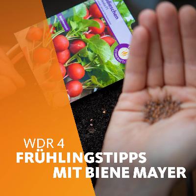 Frühlingstipps mit Biene Mayer: Wer sät, erntet