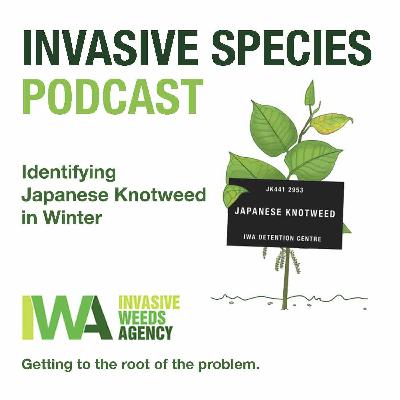 Invasive Species Podcast- Episode 3- Identifying Japanese Knotweed in Winter