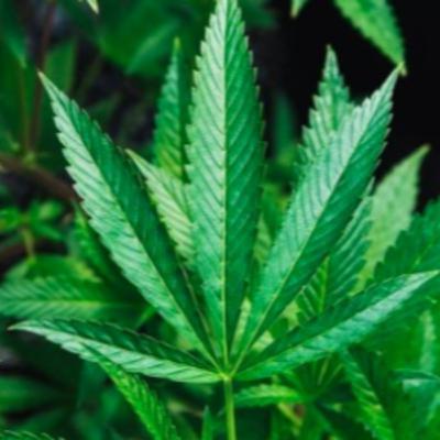 tema livre 2 tema livre 2