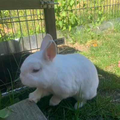 verrückte Kaninchen Rekorde ♥️