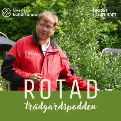 Så bär du dig åt med bär