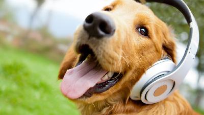 Music and Sound for Anxious Dogs